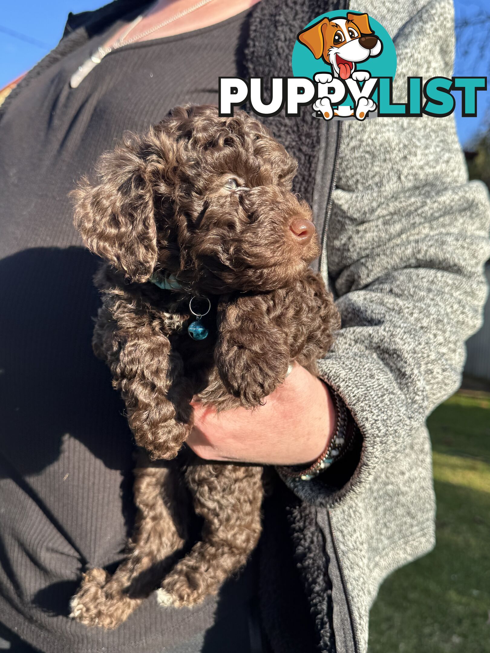 Adorable male Moyen Poodle