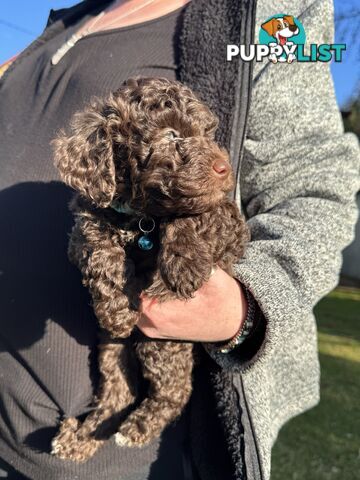 Adorable male Moyen Poodle