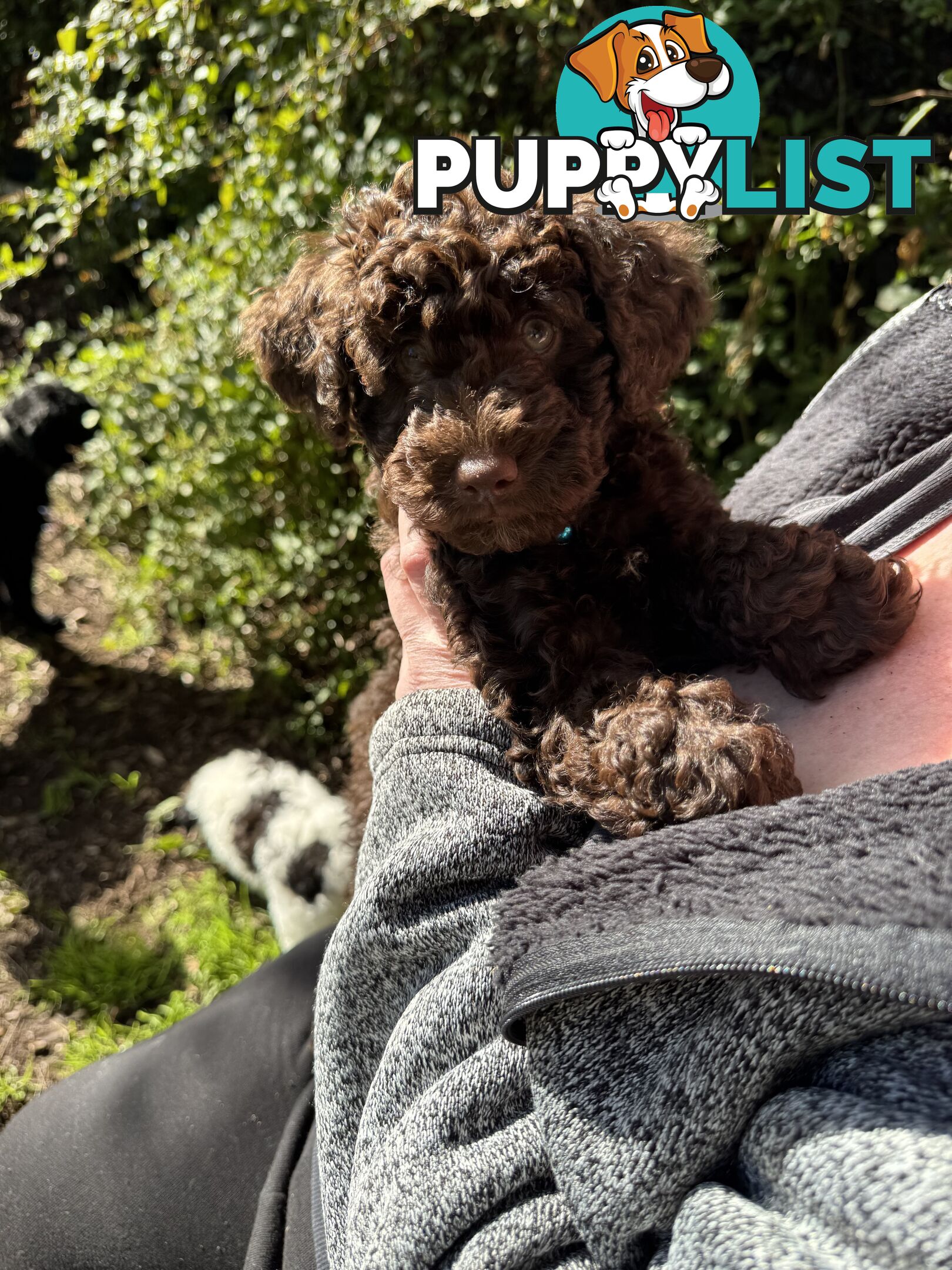 Adorable male Moyen Poodle