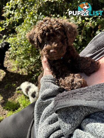 Adorable male Moyen Poodle