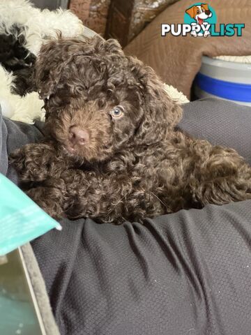 Adorable male Moyen Poodle