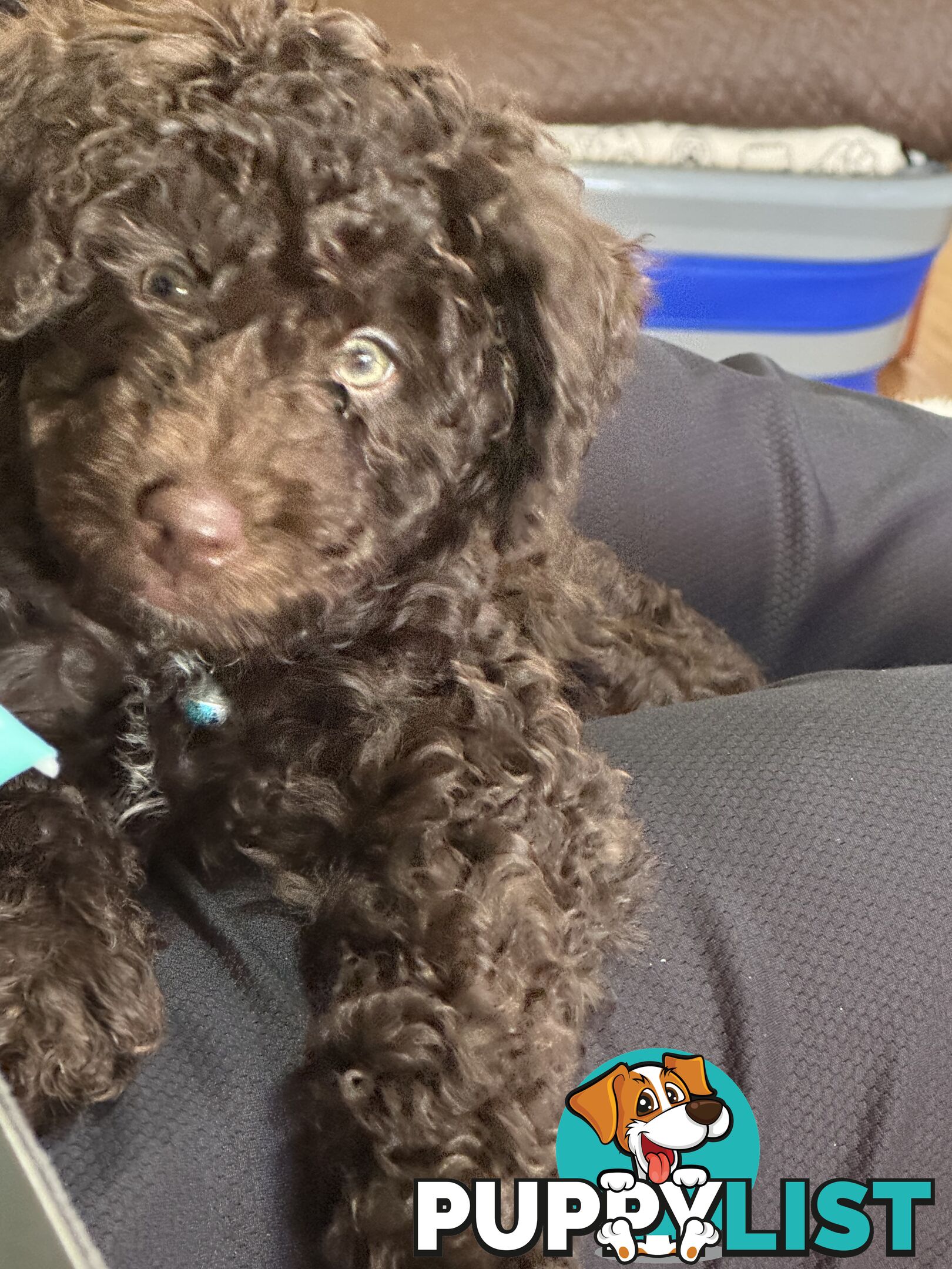 Adorable male Moyen Poodle
