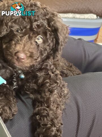 Adorable male Moyen Poodle