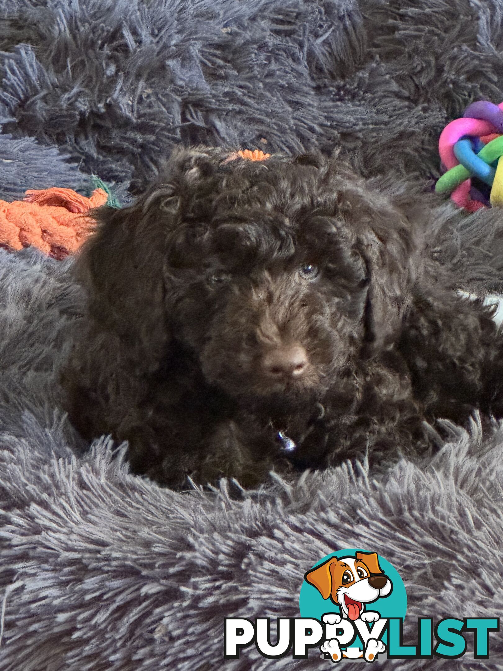 Adorable male Moyen Poodle