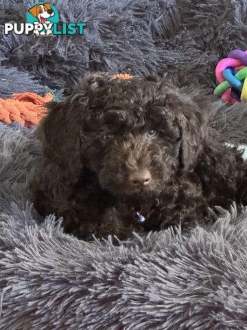 Adorable male Moyen Poodle