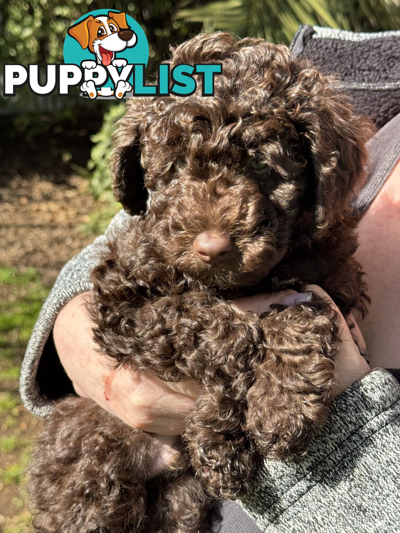 Adorable male Moyen Poodle