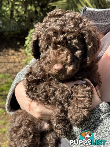 Adorable male Moyen Poodle