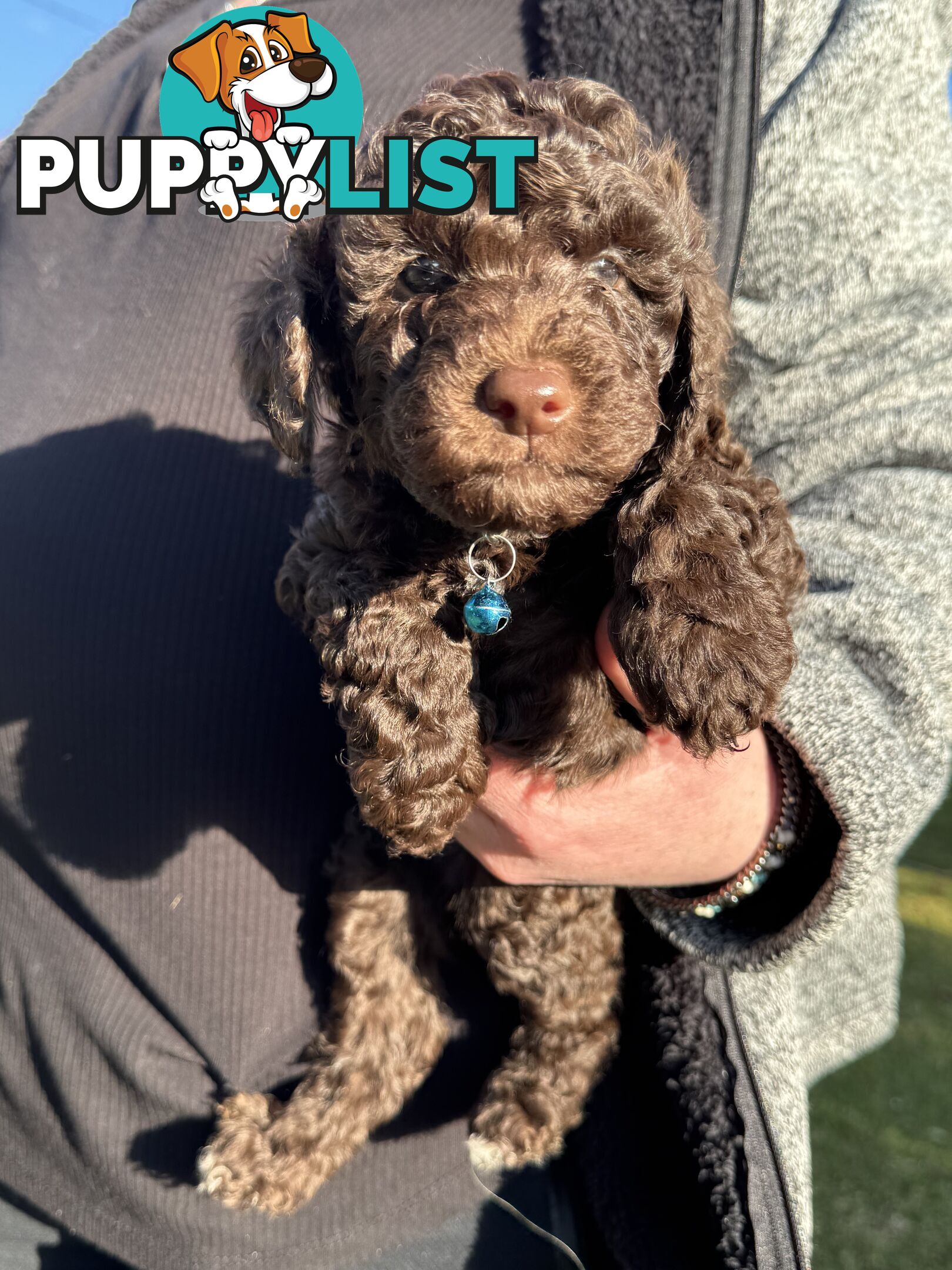Adorable male Moyen Poodle