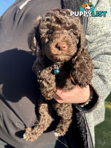 Adorable male Moyen Poodle