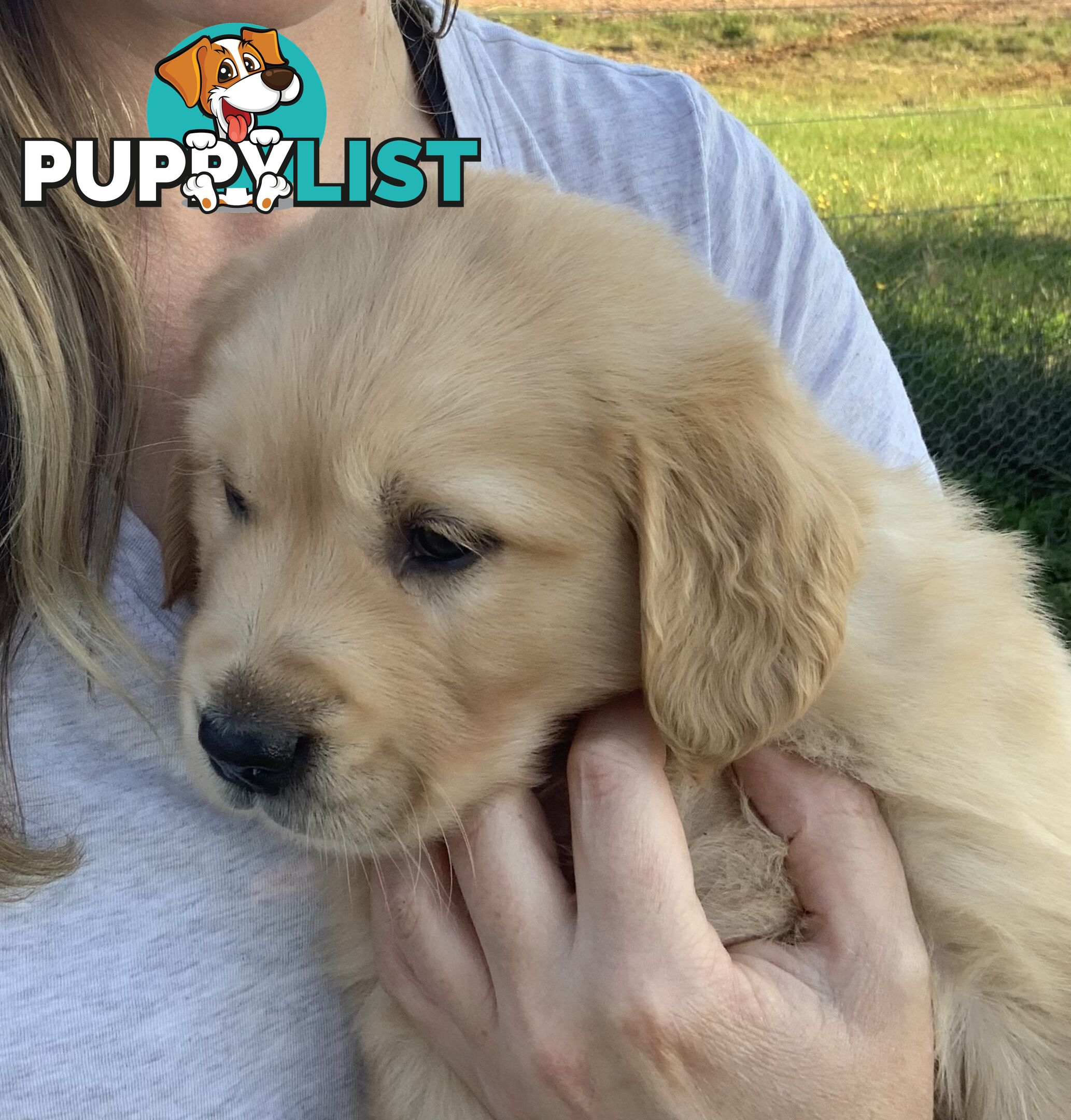 Golden Retriever Male Puppy