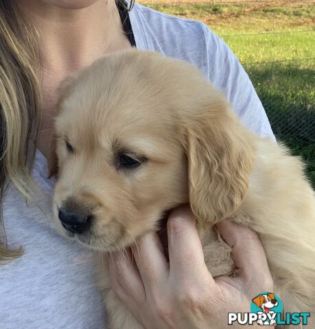 IngleBar Golden Retriever Male Puppy