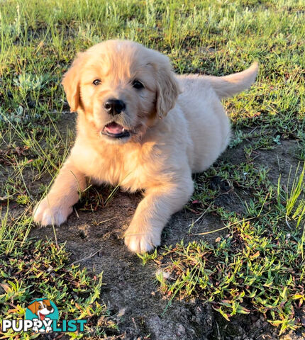 Golden Retriever Male Puppy