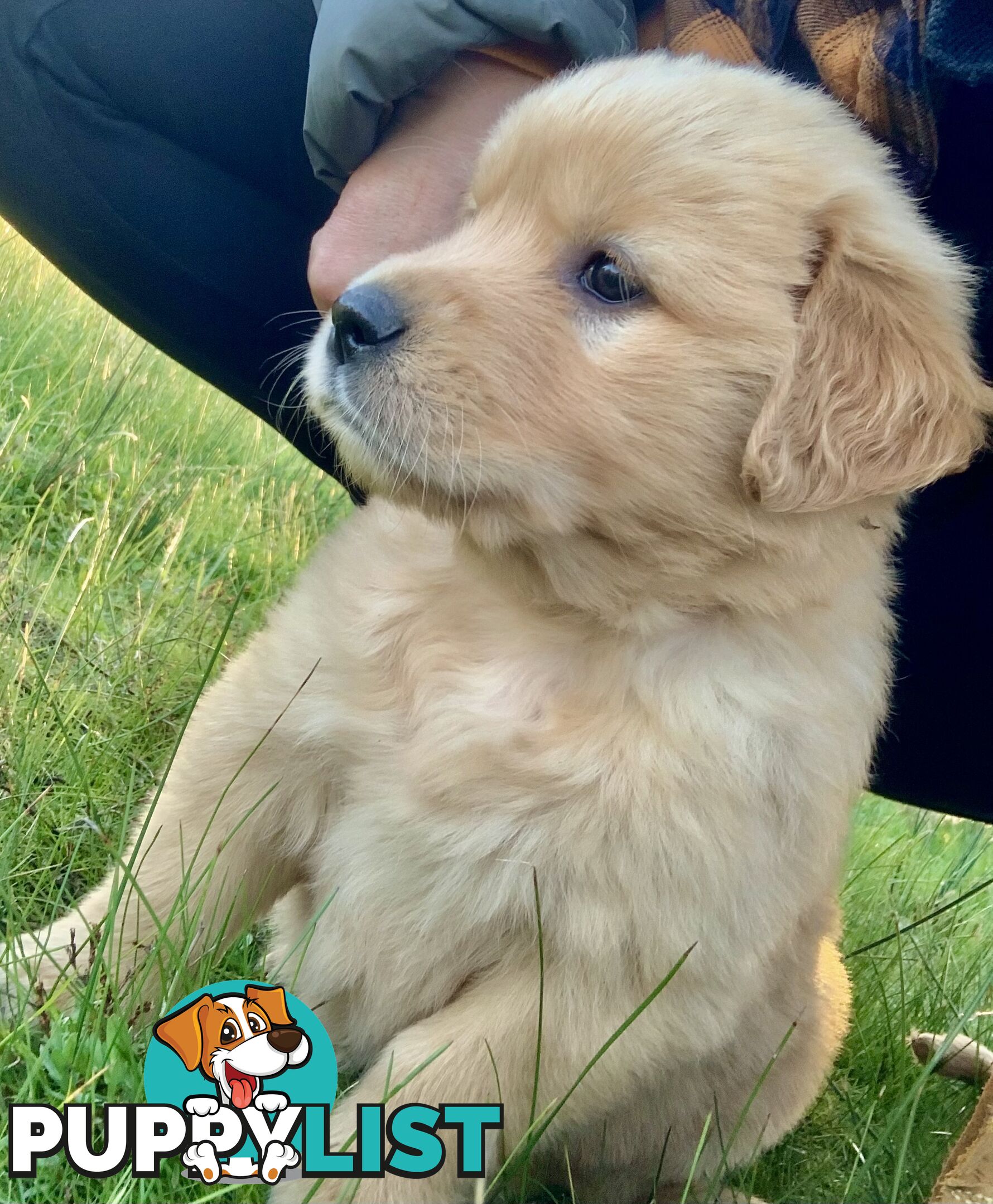 IngleBar Golden Retriever Male Puppy