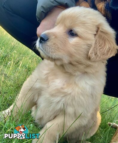 IngleBar Golden Retriever Male Puppy