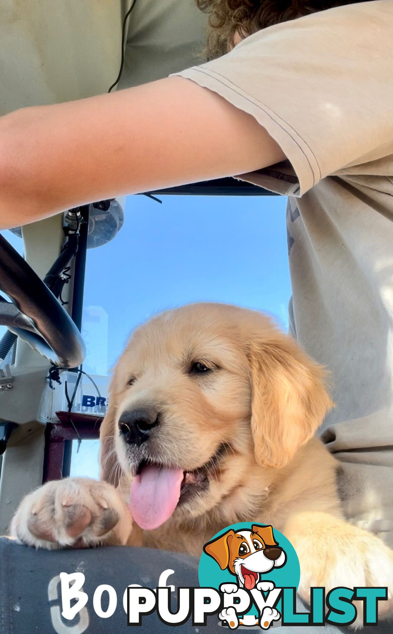 Golden Retriever Male Puppy