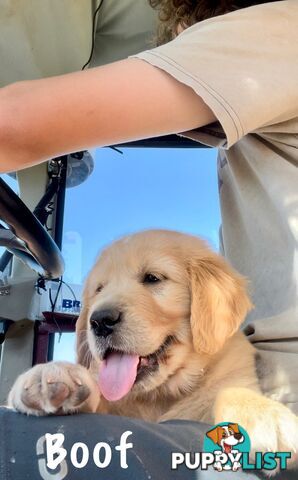 Golden Retriever Male Puppy