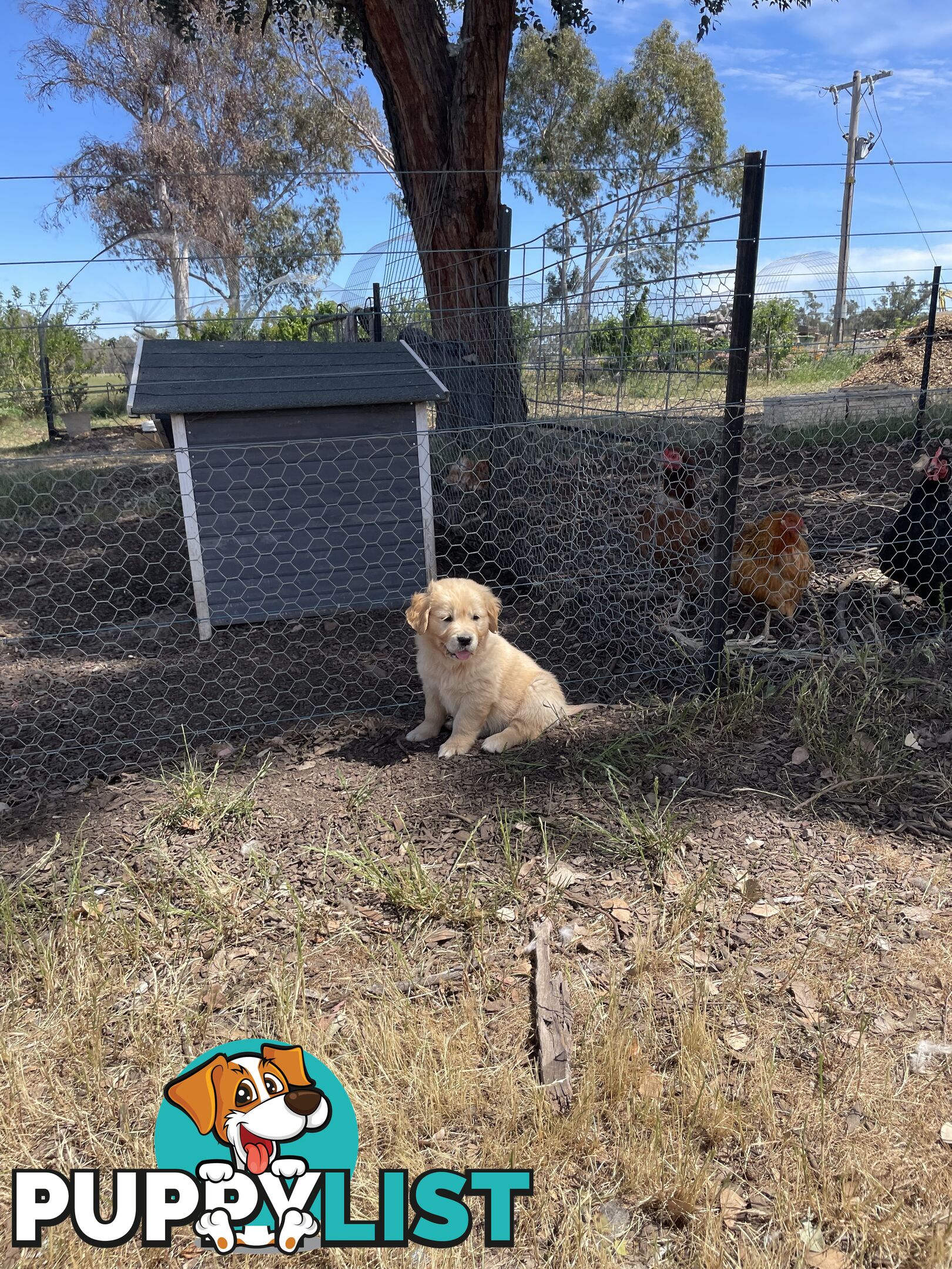 Golden Retriever Male Puppy