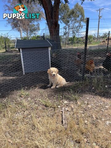 Golden Retriever Male Puppy