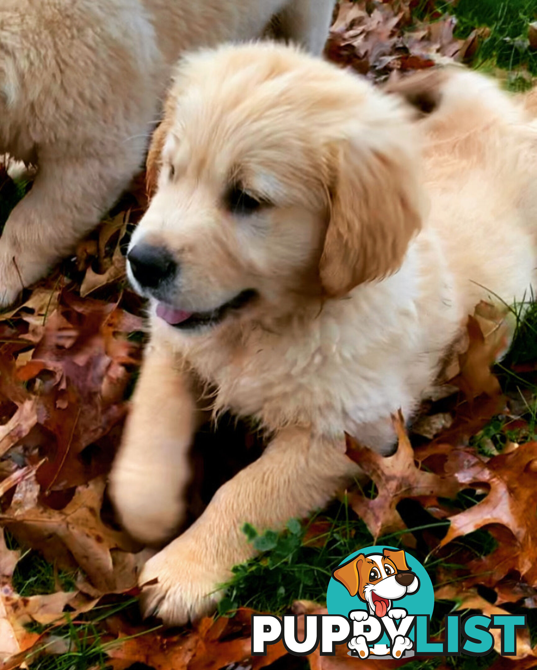 Golden Retriever Male Puppy