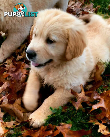 Golden Retriever Male Puppy