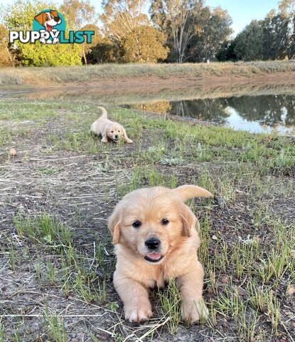 PrueGolden Retriever Puppies Hip scored & DNA tested patents