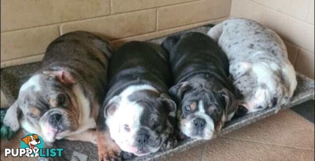 Aussie Bulldog Pups