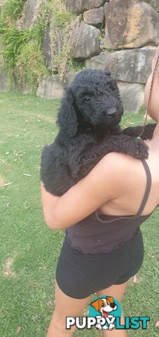 Standard Poodle PUPS One Male and TWO Females Health Guarantee, No Shedding, DNA CLEAR