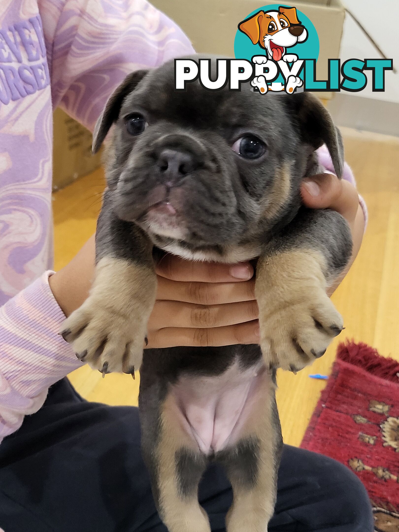 Pure Breed Freanch Bulldog Puppies