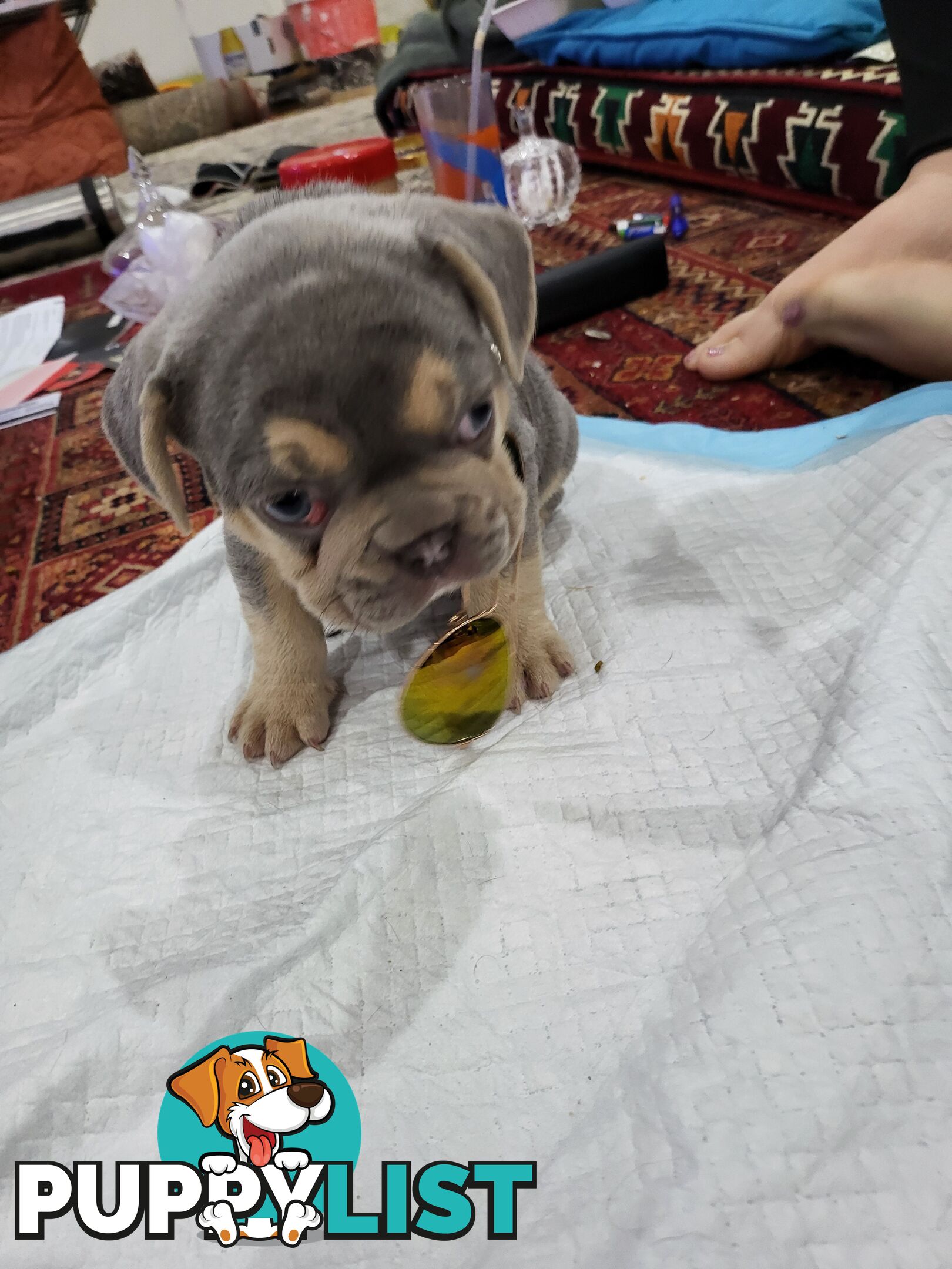 Pure Breed Freanch Bulldog Puppies