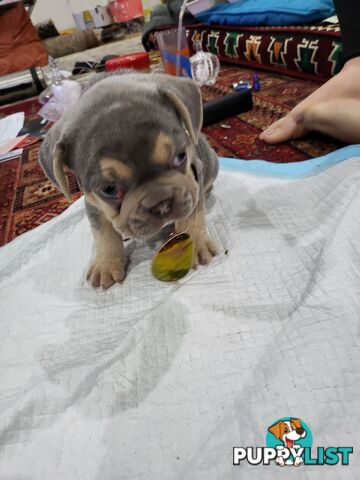 Pure Breed Freanch Bulldog Puppies