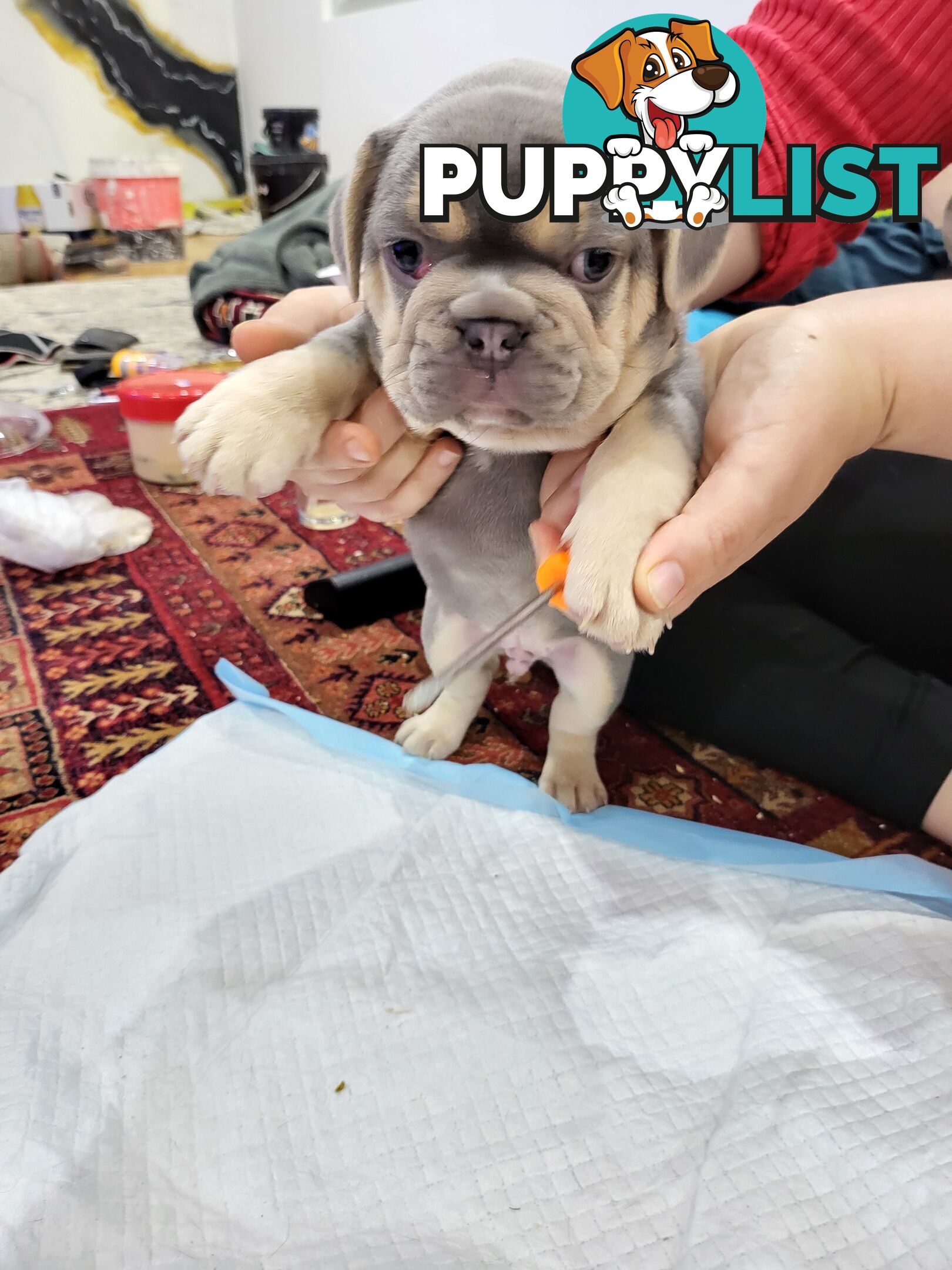 Pure Breed Freanch Bulldog Puppies