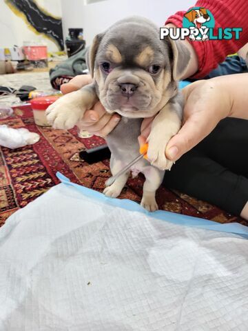 Pure Breed Freanch Bulldog Puppies