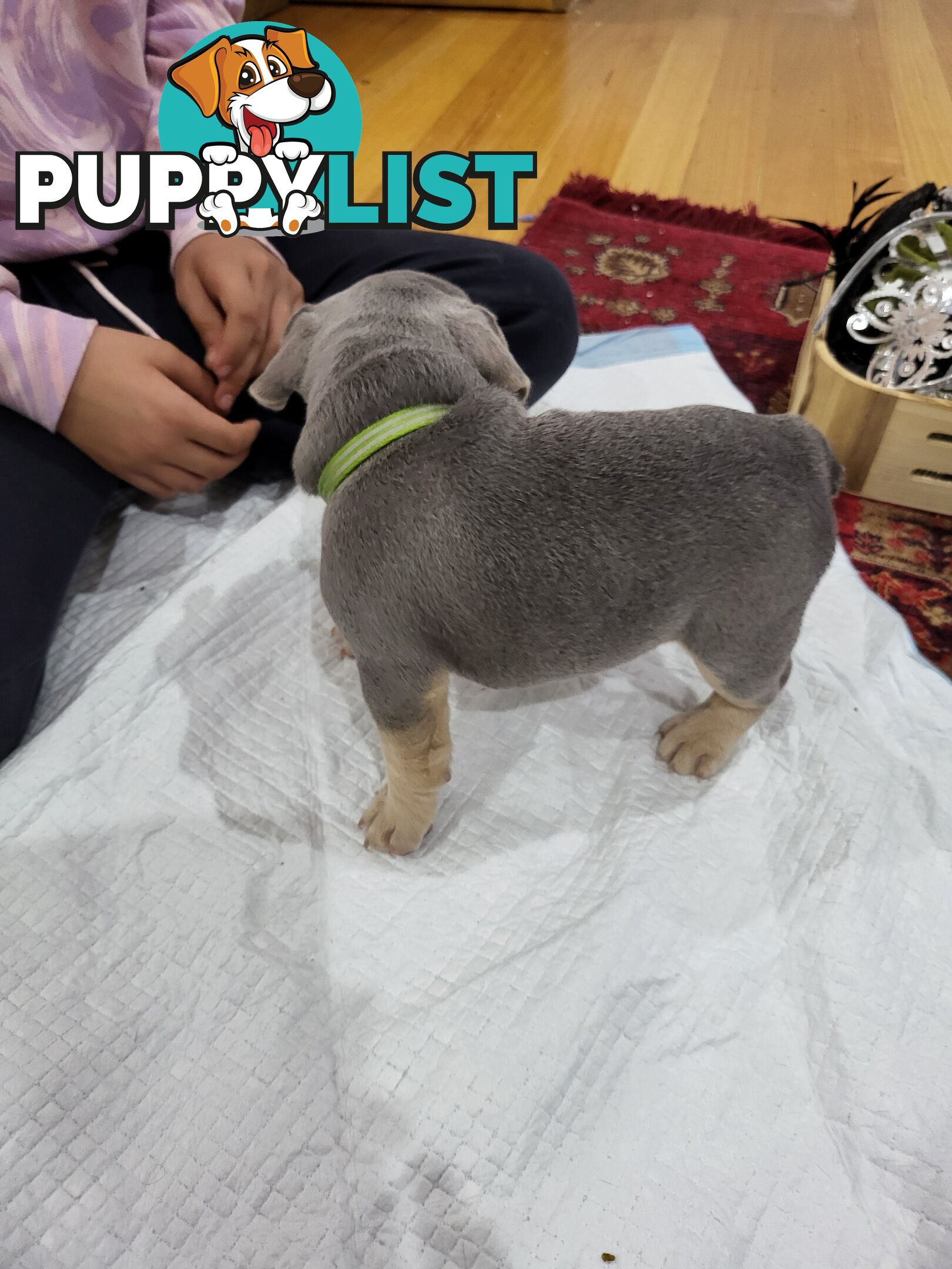 Pure Breed Freanch Bulldog Puppies