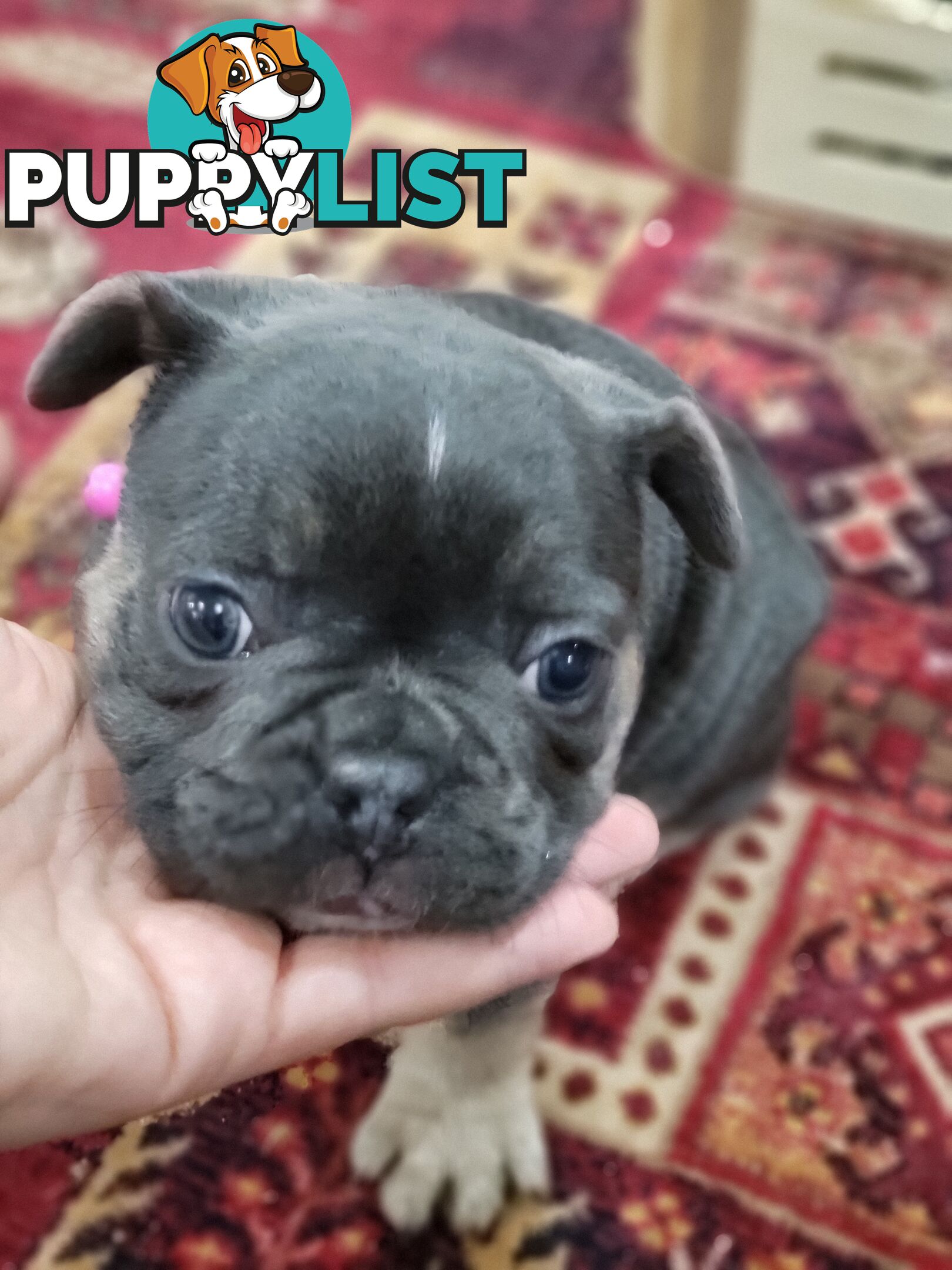 Pure Breed Freanch Bulldog Puppies