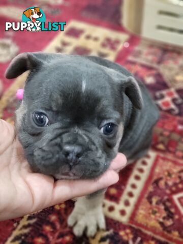 Pure Breed Freanch Bulldog Puppies