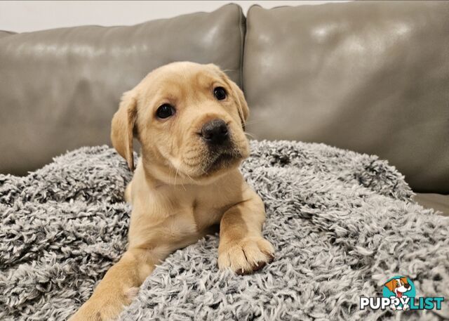 Labrador Puppies - Available for Christmas