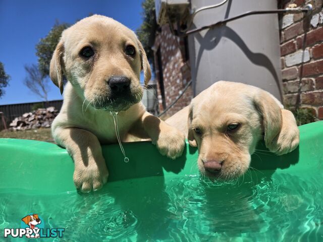 Pure Labrador Puppies - Available for Christmas Eve