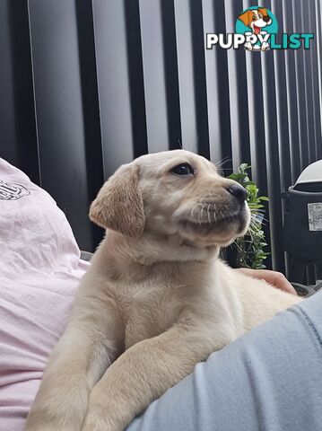 Pure Labrador Puppies - Available for Christmas Eve