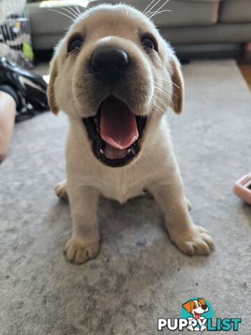 Pure Labrador Puppies - Available for Christmas Eve