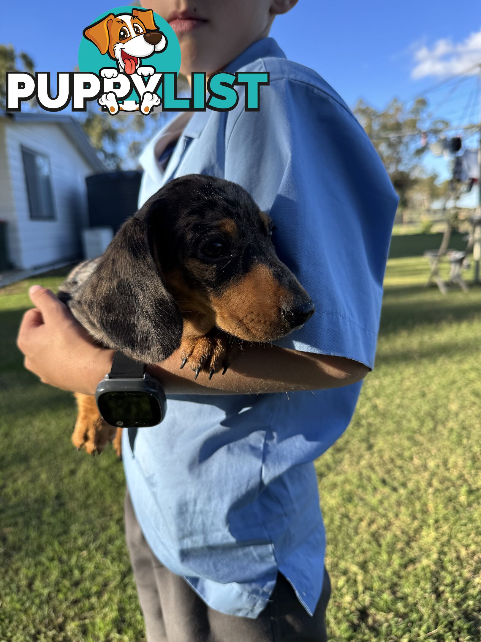 Pure Dachshund silver dapple puppies