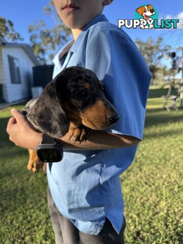 Pure Dachshund silver dapple puppies