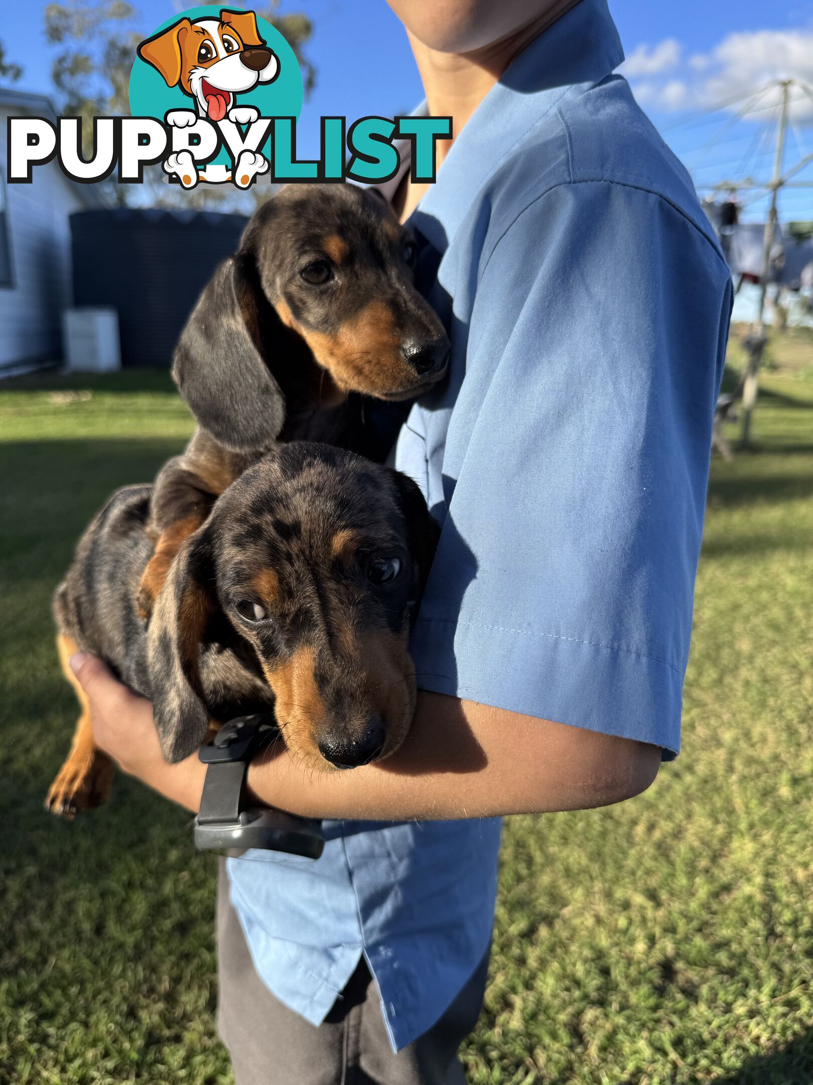 Pure Dachshund silver dapple puppies