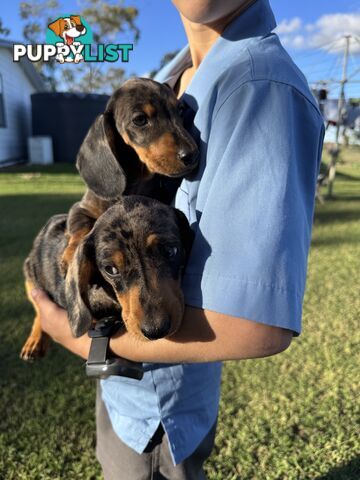 Pure Dachshund silver dapple puppies