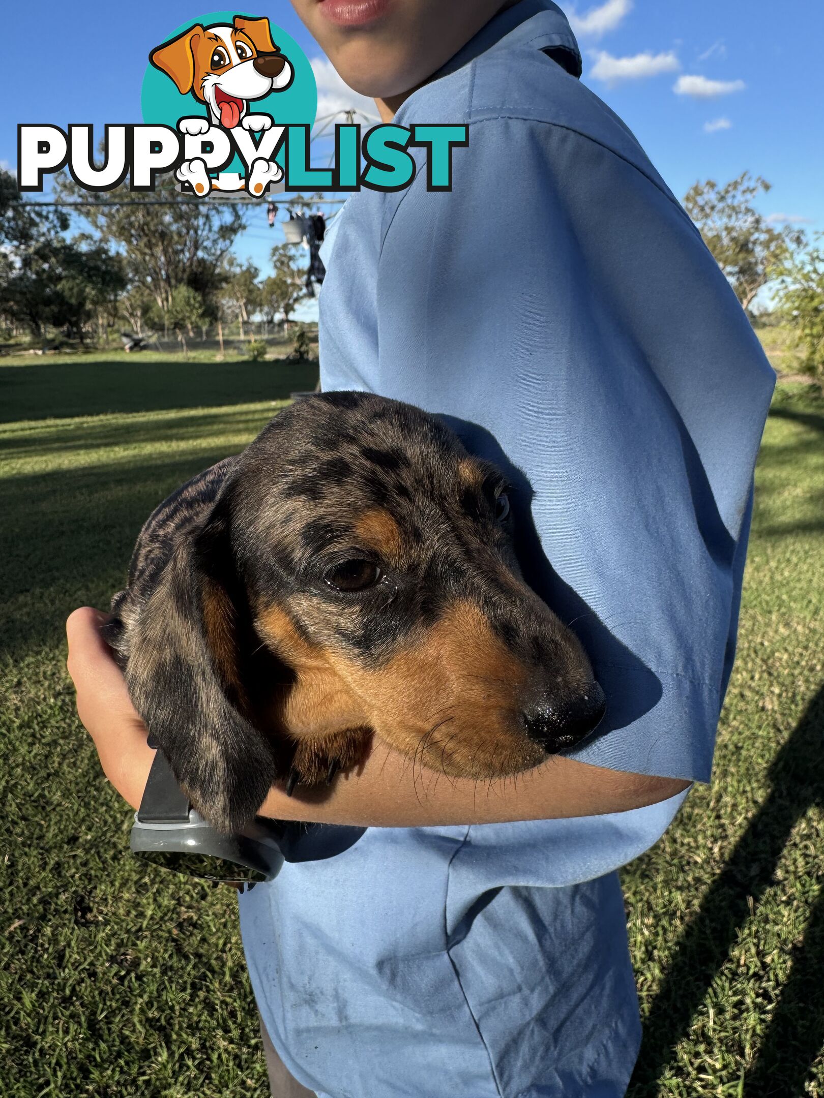 Pure Dachshund silver dapple puppies
