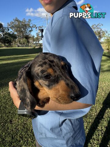 Pure Dachshund silver dapple puppies