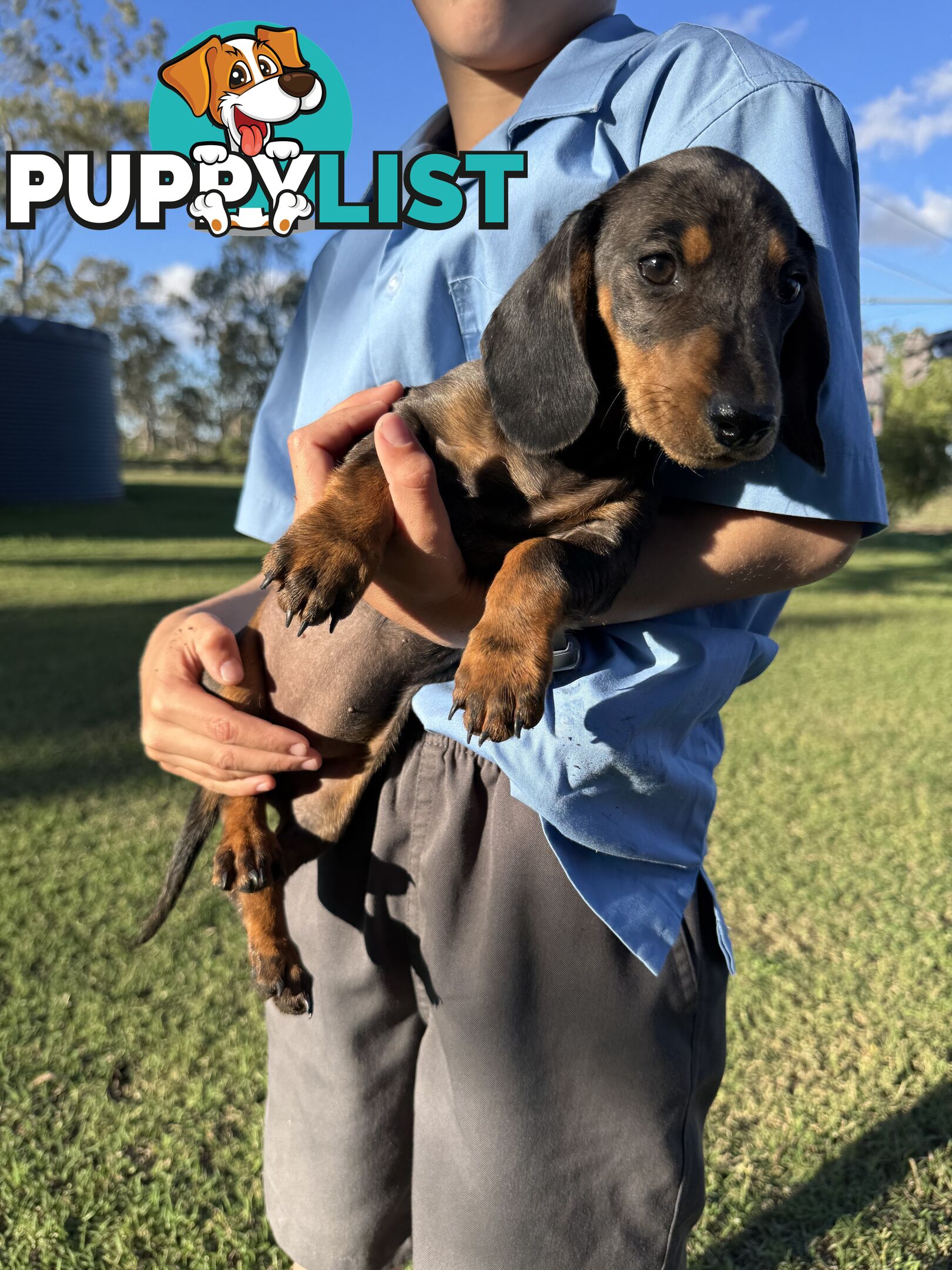 Pure Dachshund silver dapple puppies