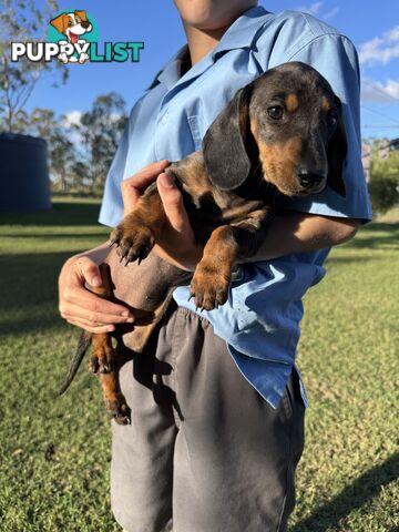 Pure Dachshund silver dapple puppies