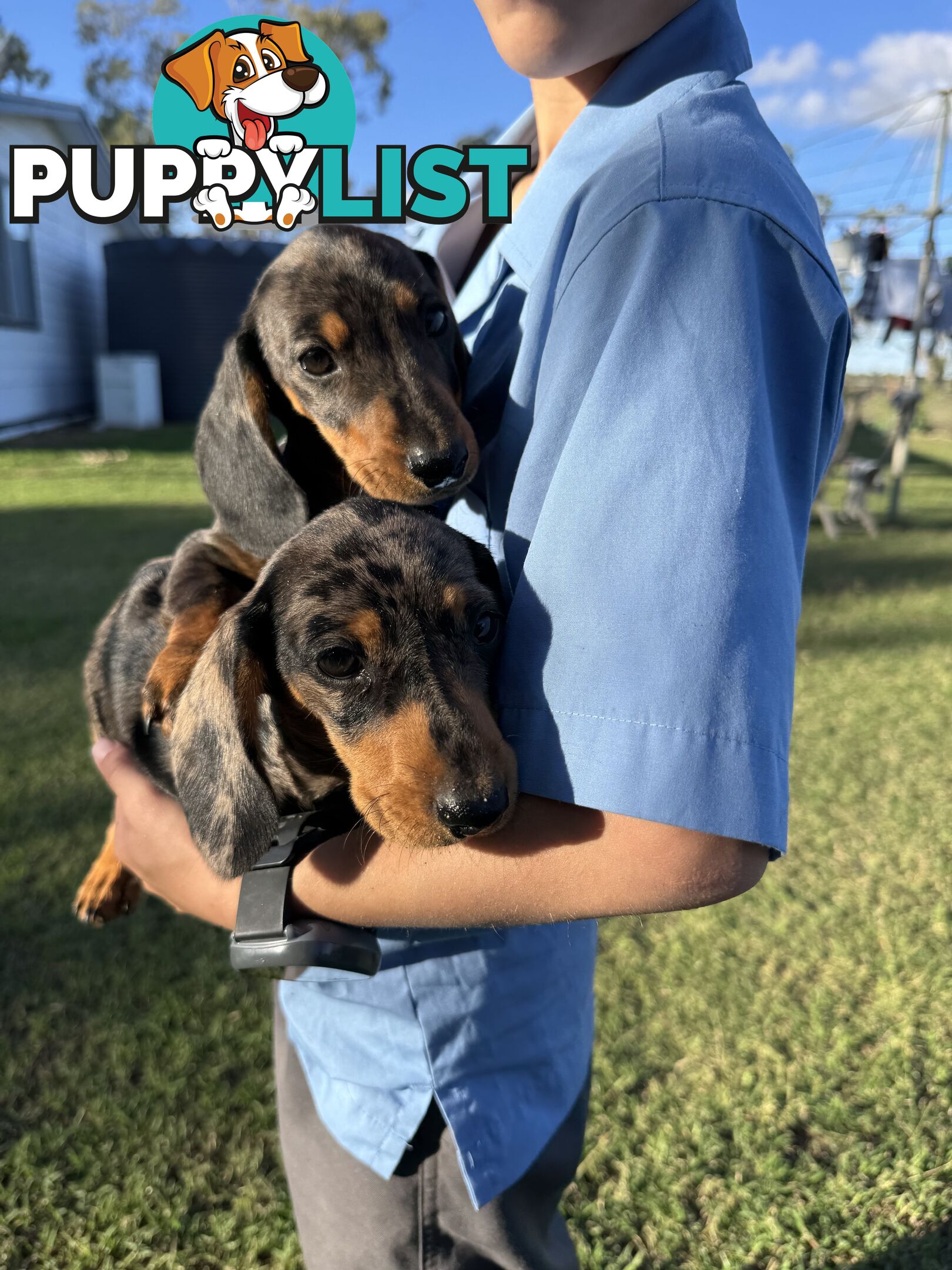 Pure Dachshund silver dapple puppies