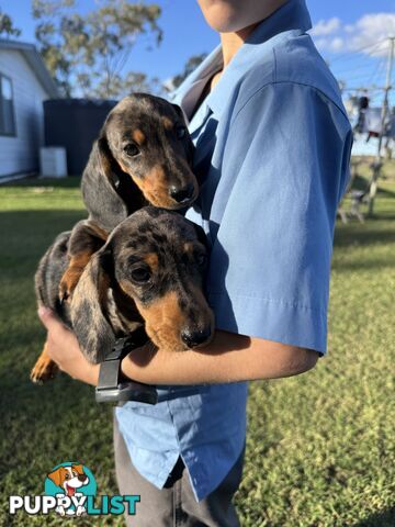 Pure Dachshund silver dapple puppies