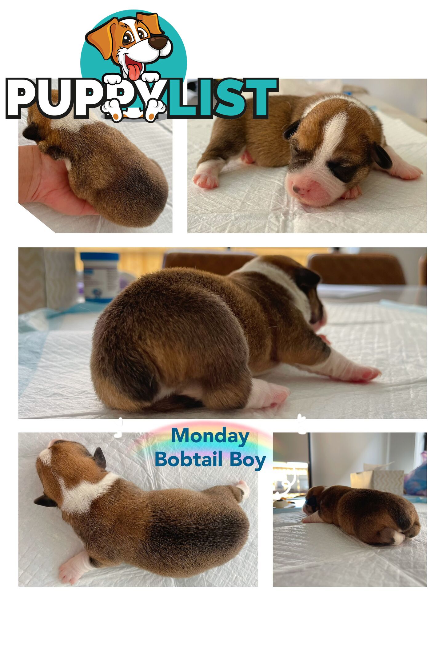 Pembroke Welsh Corgi Puppies